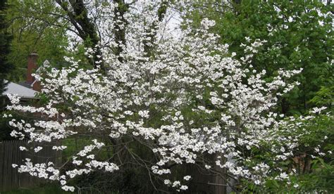 Ramona D. Grieco: Flowering Dogwood Trees Zone 5 - 106 best Zone 4 ...