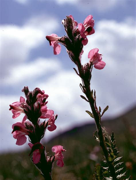 Flower Gallery :: Scrophulariaceae :: 202_40