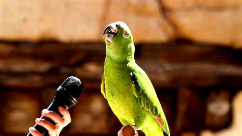 Talkative and Intelligent Amazon Parrots has Astonishing Singing Abilities and also loves to ...