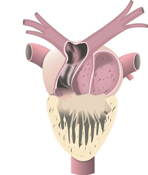 Frog Heart Anatomy