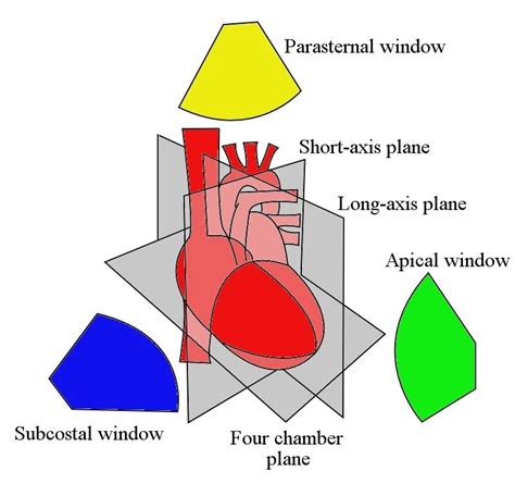 The three standard planes of the heart, i.e. the long-axis, short-axis,... | Download Scientific ...