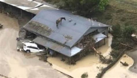 Cyclone Gabrielle: Horse dies, many missing as cyclone tears through ...