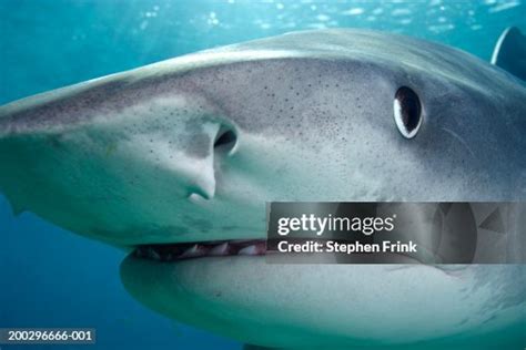 Closeup Of Tiger Shark High-Res Stock Photo - Getty Images