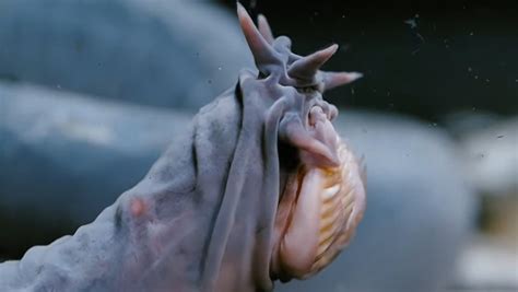 Hagfish Teeth