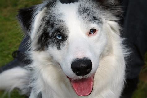 Border Collie Blue Eyes