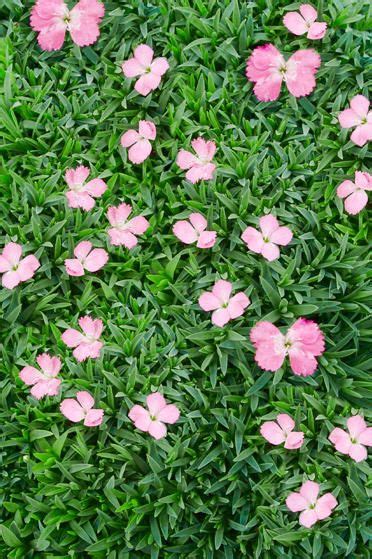 13 Best Ground Cover Flowers and Plants - Low Growing Perennial Flowers