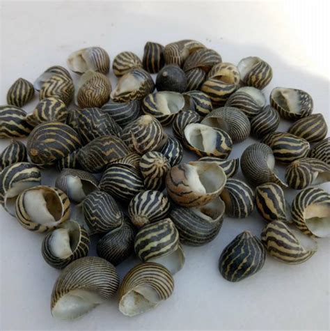 500g zebra nerites | She Sells Shells