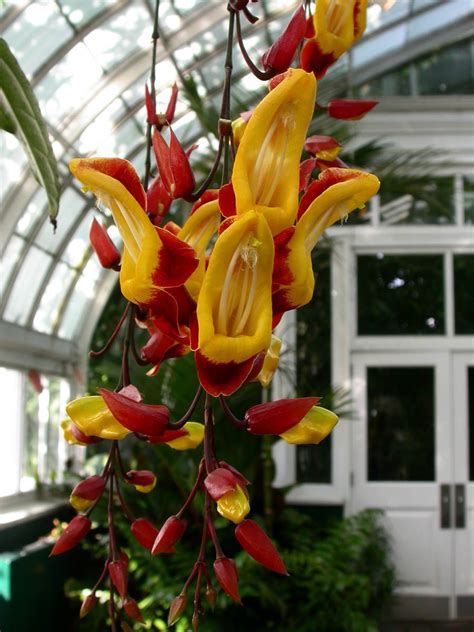 Thunbergia mysorensis (Acanthaceae) image 16838 at PhytoImages.siu.edu