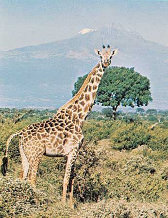 Giraffe | Facts, Information, Habitat, Species, & Lifespan | Britannica