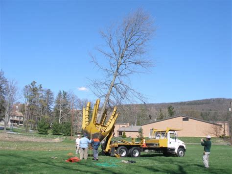 The Realities of Large Tree Moving | DeepRoot Blog