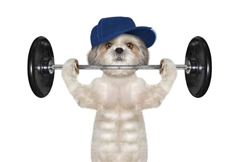 Do Dogs Really Have Abs? (The Hidden Six Pack) - PetsBeam.com