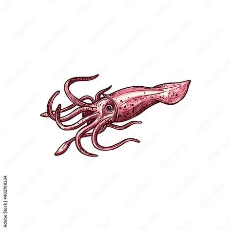 Squid isolated vector cephalopods marine animal sketch. Vector armhook squid, Decapodiformes ...