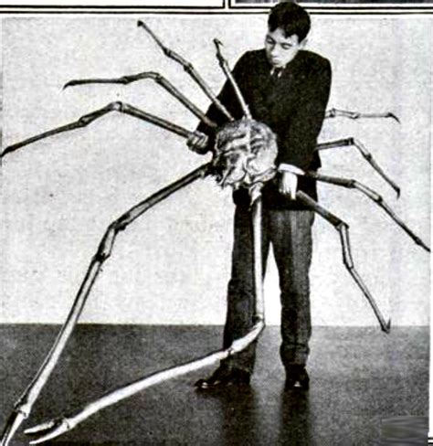 Giant Japanese Spider Crab Facts | Always Learning!