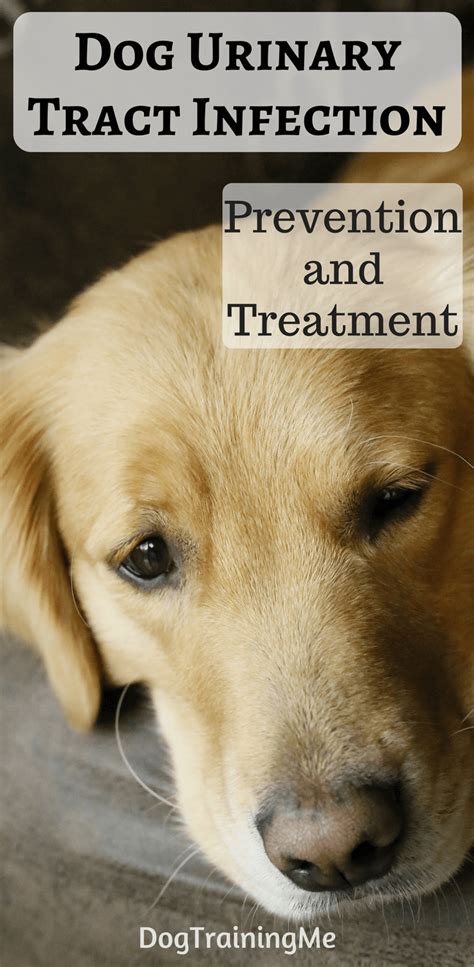 Dog Urinary Tract Infection | Dog uti, Dog uti treatment, Bladder infection in dogs