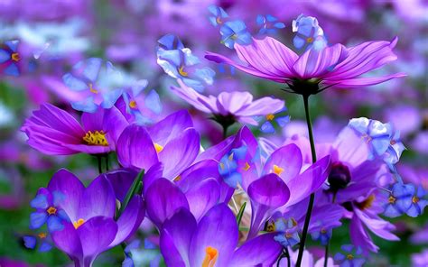 Download Purple Flower Close-up Crocus Cosmos Flower Artistic Painting HD Wallpaper by MaDonna