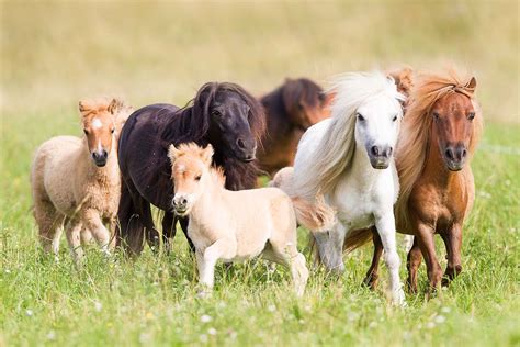 (Mini-)Shetlandpony | eine wirklich besondere Pferderasse