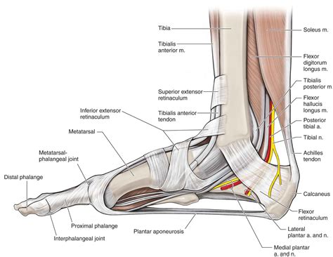 Ankle Tendons Diagram