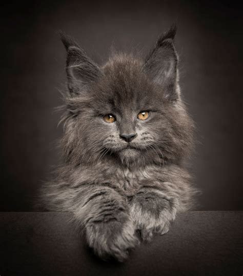 65 Breathtaking Pictures Of Maine Coons, The Largest Cats In The World ...