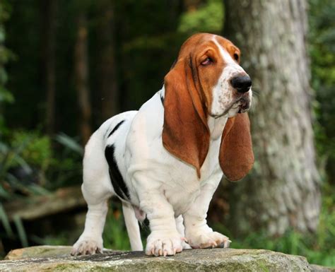 Basset Hound - Key Facts and Features - Animal Corner