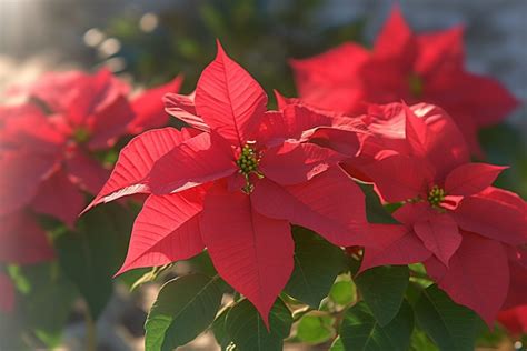 Poinsettia Flower Meaning, Symbolism & Spiritual Significance - Foliage ...