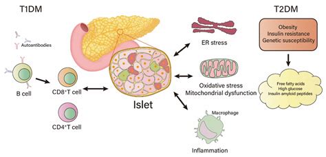 Metabolites | Free Full-Text | Regeneration of Pancreatic β-Cells for Diabetes Therapeutics by ...