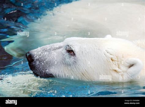 Portrait of a swimming polar bear looking up Stock Photo - Alamy