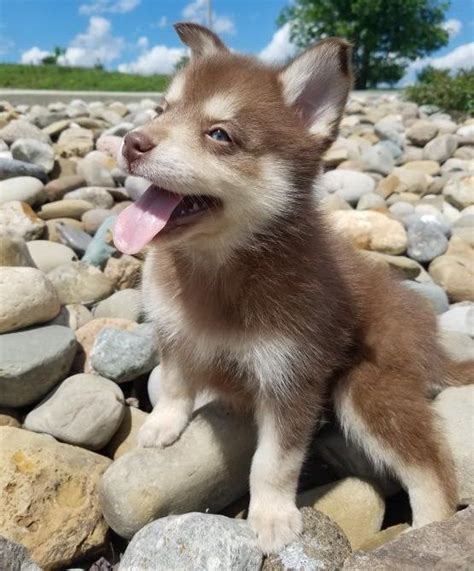 Pomsky Puppies For Sale | Denver, CO #292082 | Petzlover