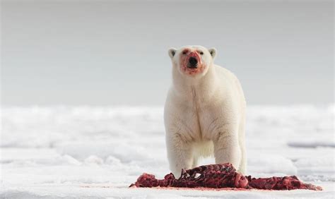 Polar bear eating seal carcass in Norway (Credit: Peer von Wahl) : r/natureismetal