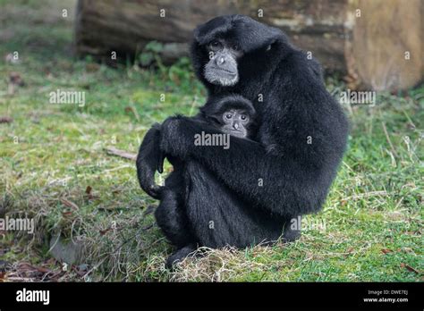 Siamang gibbon baby hi-res stock photography and images - Alamy