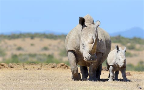 Rhino Conservation in Africa & Asia | International Rhino FoundationInternational Rhino Foundation