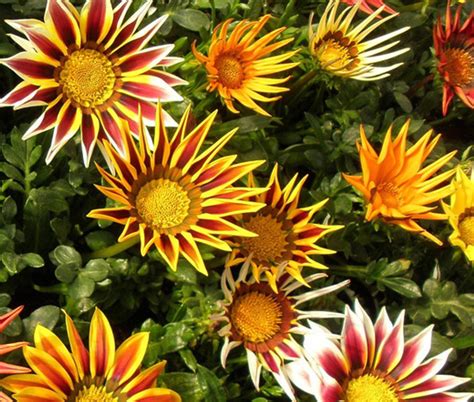 Gazania Logro Striped Mix Gazania Rigens Seeds