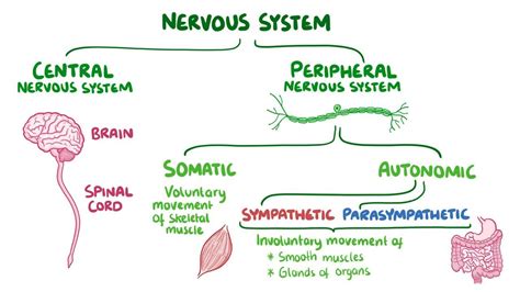 Sympathetic nervous system: Video, Anatomy & Definition | Osmosis