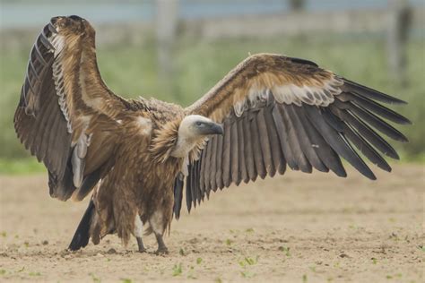 Griffon Vulture by Christian Vandeputte - BirdGuides