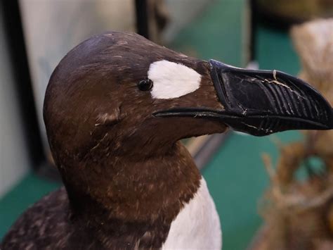 Great Auk! Replica of extinct bird sells for £25,000 | Shropshire Star