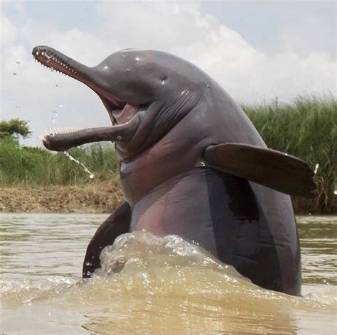 Like moles, the eyes of the Ganges river dolphin are vestigial, capable ...