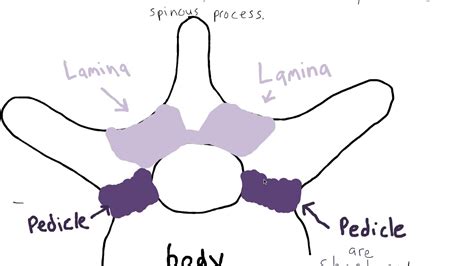 Two Pedicles + Two Laminae = One Vertebral Arch - YouTube