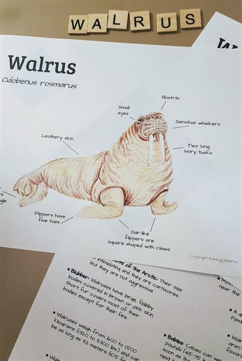 Walrus Anatomy and Facts Lesson Plans Homeschool | Etsy