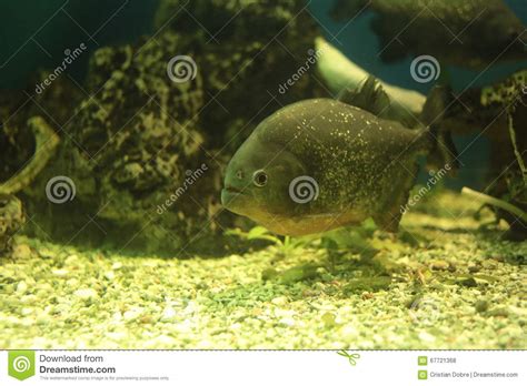 Piranha fish stock photo. Image of organism, piranha - 67721368