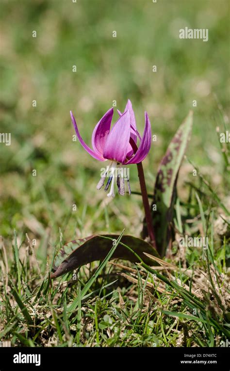 Erythronium dens canis Stock Photo - Alamy