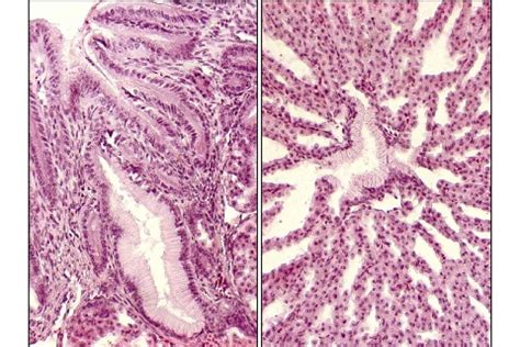 Histological sections of the proventriculus of birds (HE) · Atlas of Animal Anatomy and Histology