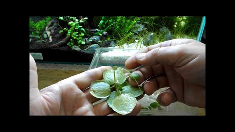 Aquarium Plant Discussion About Floating Plants Frogbit, Salvinia Natans and Dwarf Water Lettuce ...