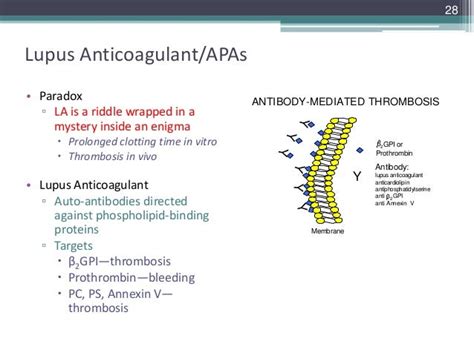 What Is Lupus Anticoagulant | Renew Physical Therapy