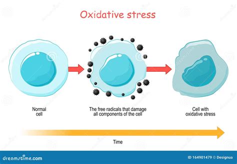 Oxidative Stress. Vector Diagram Cell with Free Radicals Stock Vector - Illustration of medicine ...