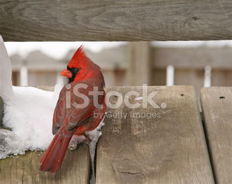 Cardinal Ready To Fly. Indiana State Bird. Stock Photo | Royalty-Free ...