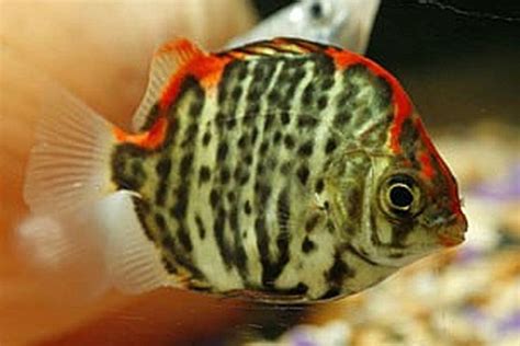 a close up of a fish in an aquarium