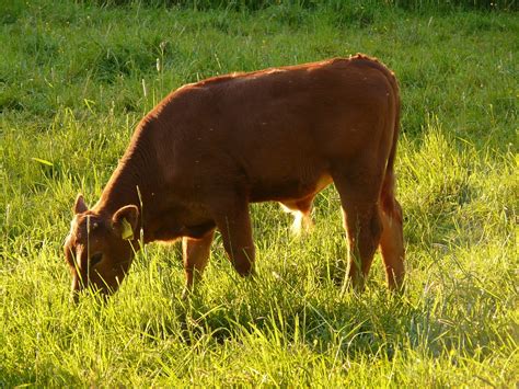 Cow Domestic Cattle Beef Bos - Free photo on Pixabay