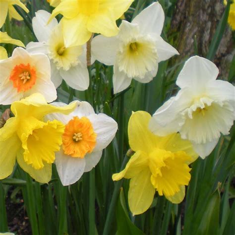 Daffodil Bulbs True Mixed 5kg, Buy Online Now