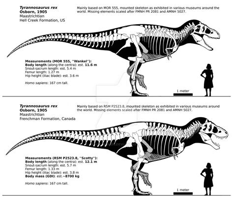 Tyrannosaurus rex | Tyrannosaurus, Tyrannosaurus rex, Dinosaur illustration