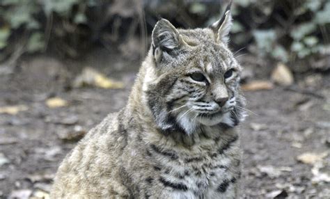 Bobcat | Smithsonian's National Zoo