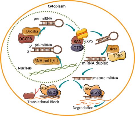 The biogenesis of miRNAs. A schematic depicting the biogenesis and... | Download Scientific Diagram